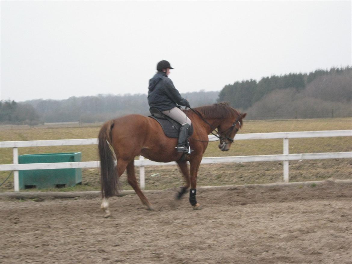 Dansk Varmblod Soks Søgård billede 6