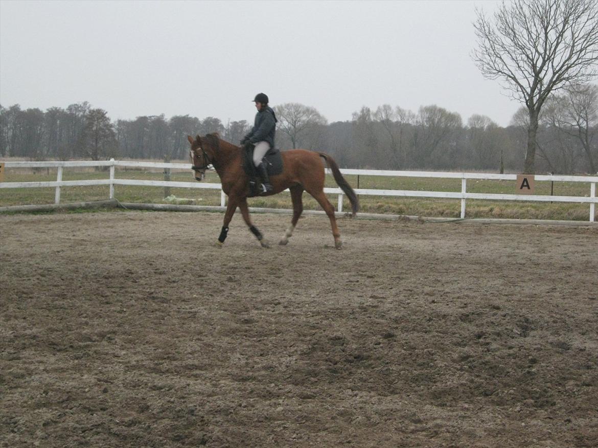 Dansk Varmblod Soks Søgård billede 7