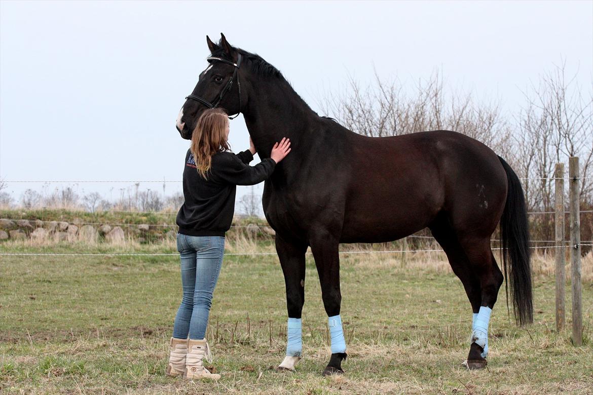 Hannoveraner Weltonas Star † - Torsdag d. 12 april 2012 
Sidste billedeserie med Willy.  billede 12