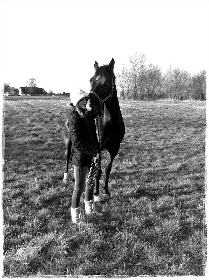 Hannoveraner Weltonas Star † - Søndag d. 15 april 2012 . 
Sidste stund med min skat.  billede 15