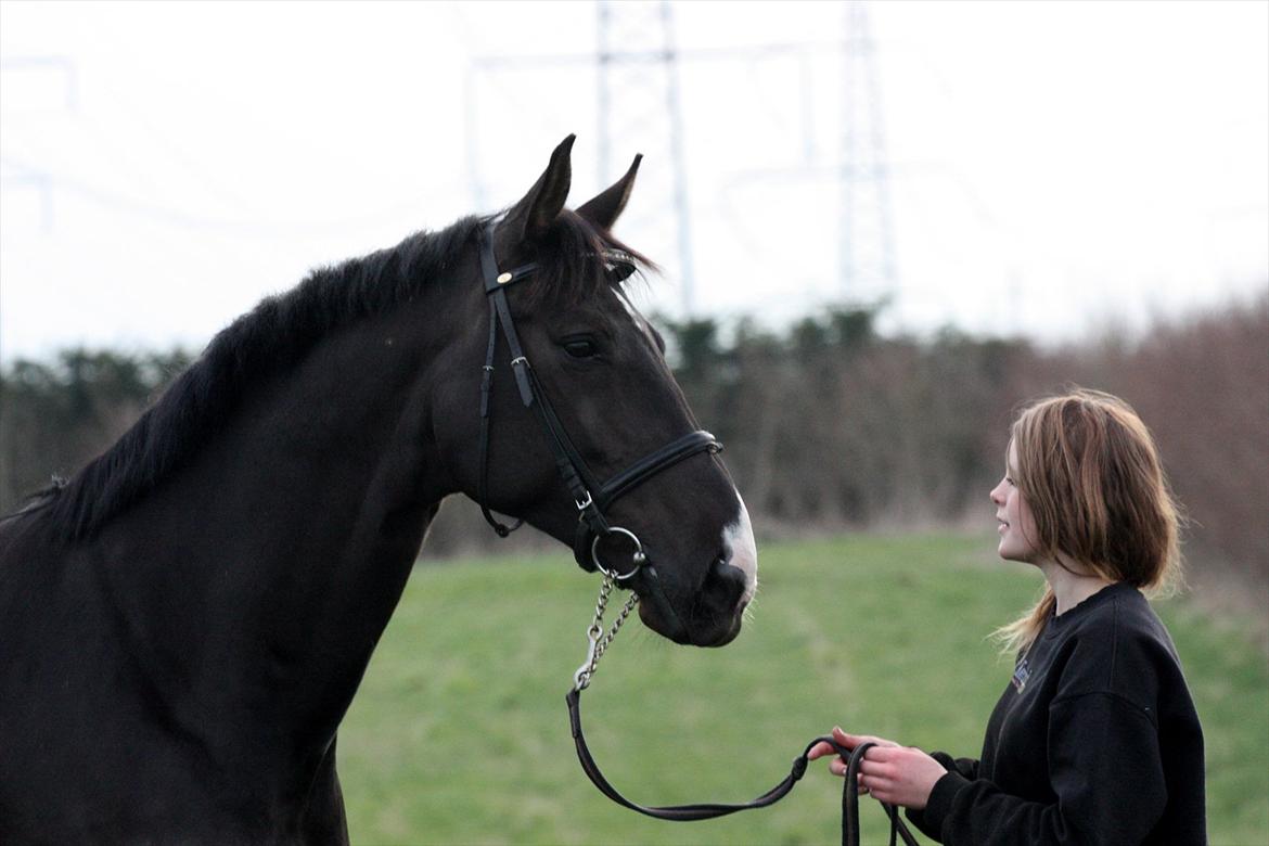 Hannoveraner Weltonas Star † - Torsdag d. 12 April 2012 . 
Sidste billedeserie med Willy.  billede 1