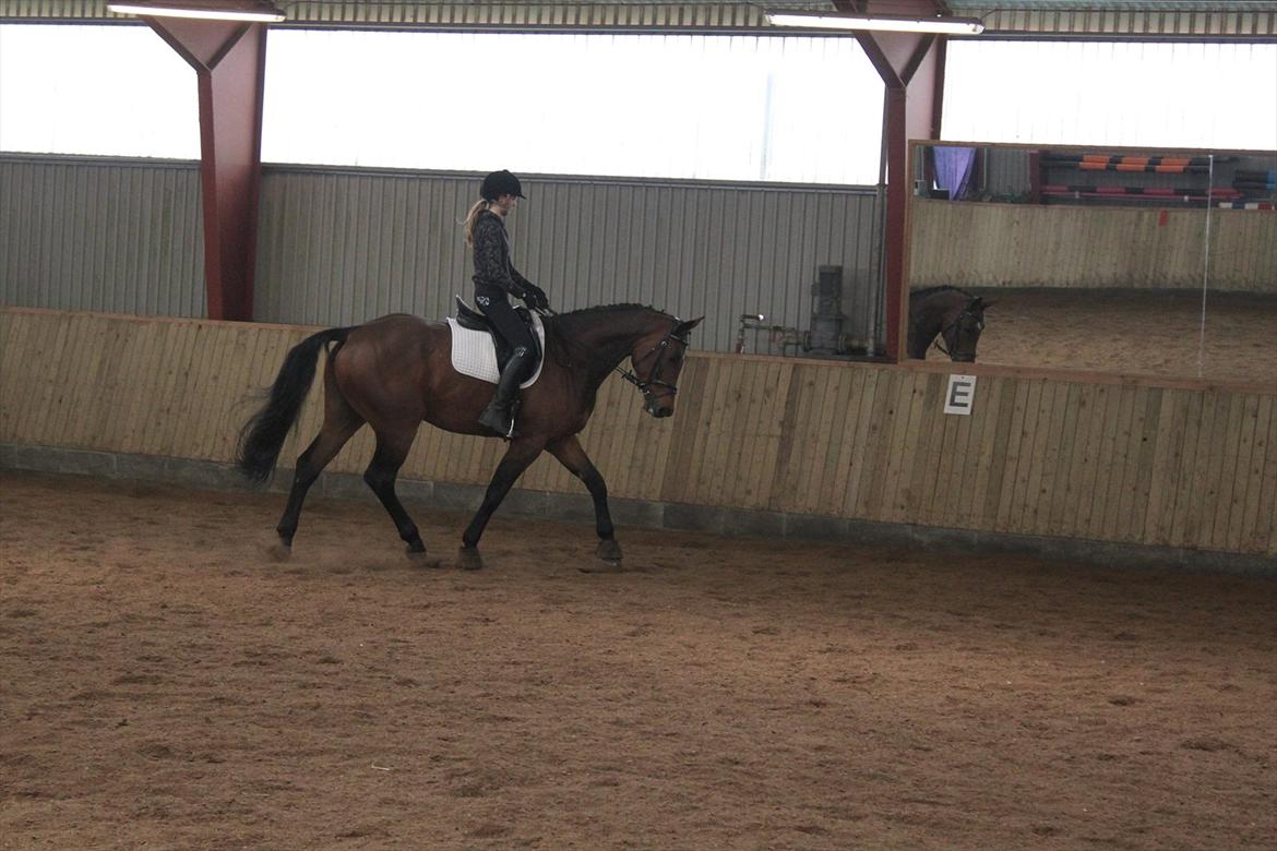 Dansk Varmblod Chavalier (solgt) billede 4