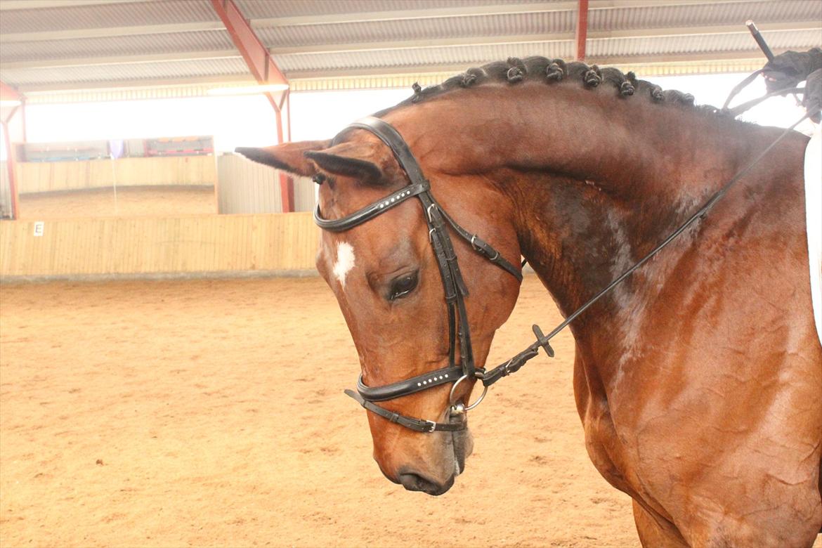 Dansk Varmblod Chavalier (solgt) billede 1