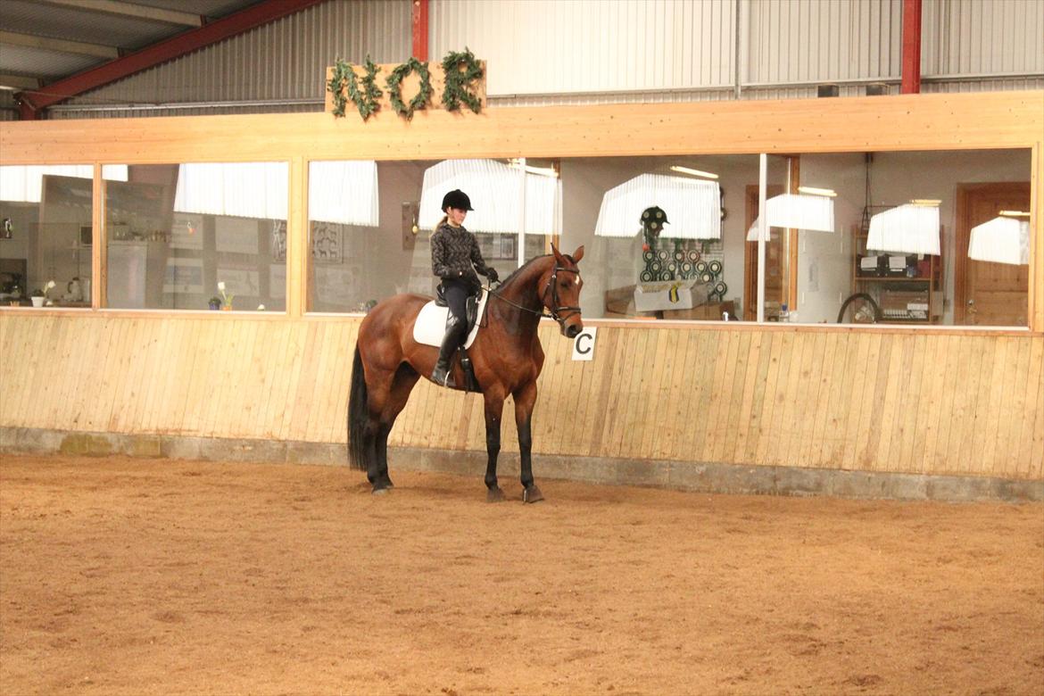 Dansk Varmblod Chavalier (solgt) billede 2