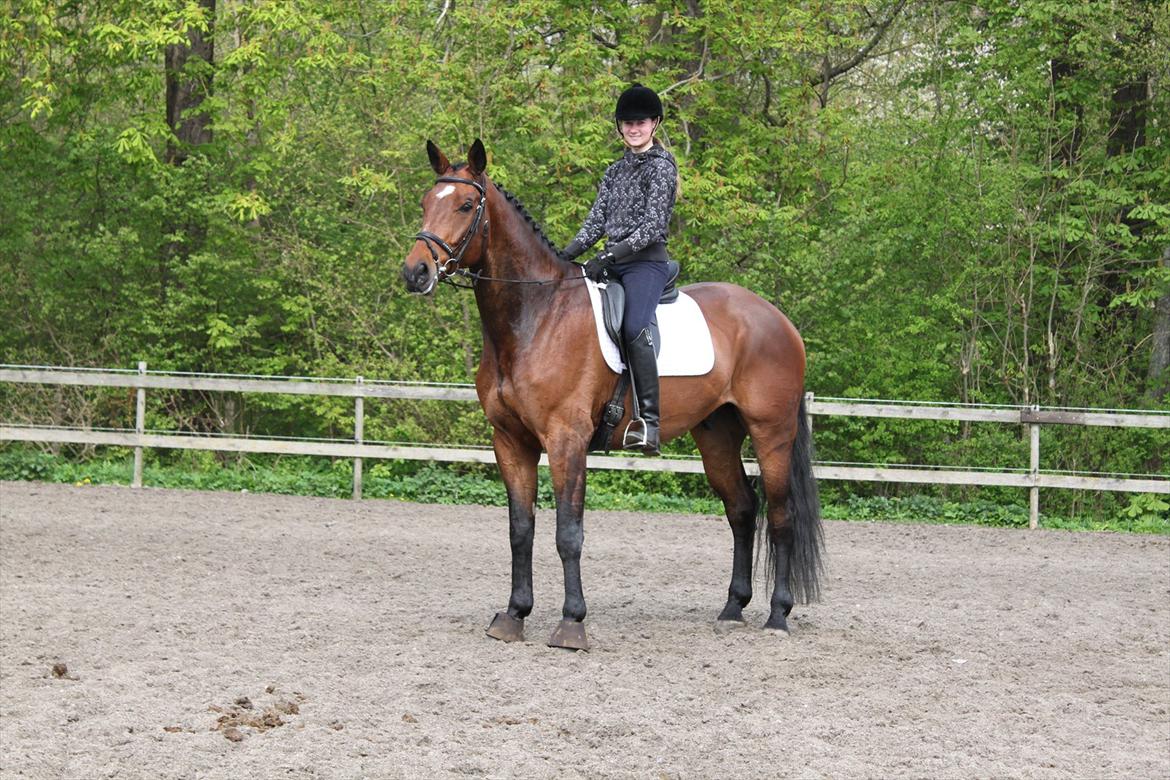 Dansk Varmblod Chavalier (solgt) billede 8