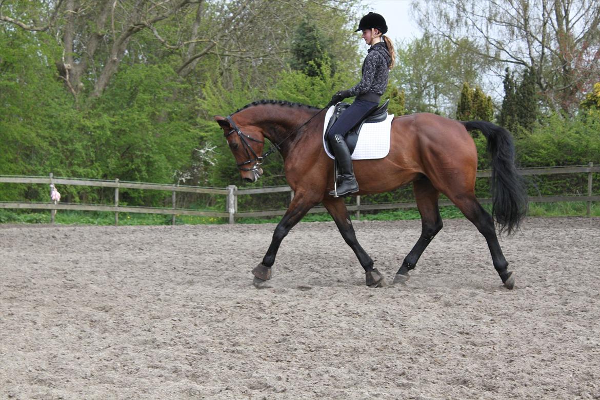 Dansk Varmblod Chavalier (solgt) billede 12