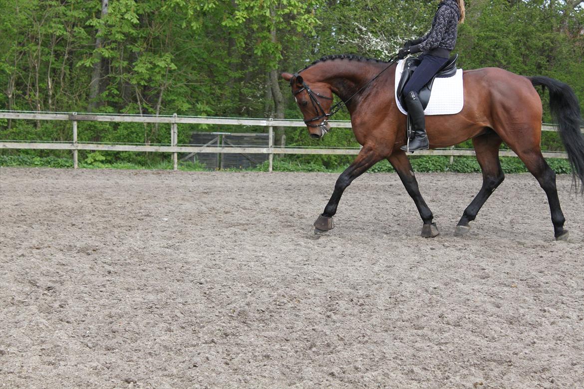 Dansk Varmblod Chavalier (solgt) billede 13