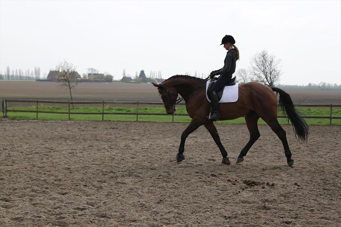 Dansk Varmblod Chavalier (solgt) billede 17