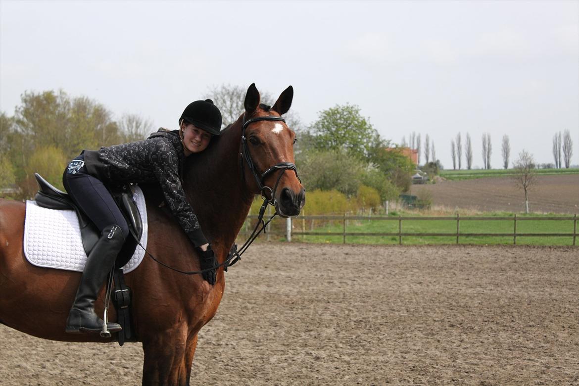 Dansk Varmblod Chavalier (solgt) billede 18