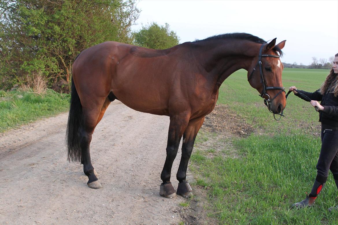 Dansk Varmblod Chavalier (solgt) billede 11