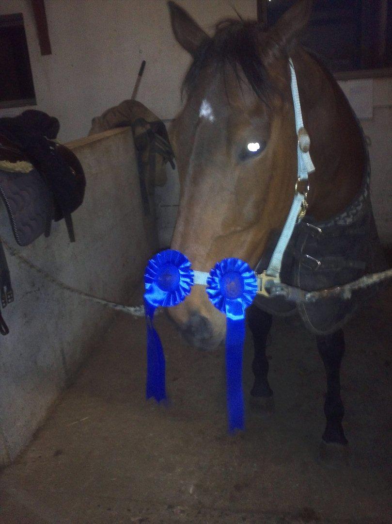 Fuldblod (XX) Colour Blind (Ire) - ”hvorfor gå helt til kanten, når man ikke tør springe.” billede 11