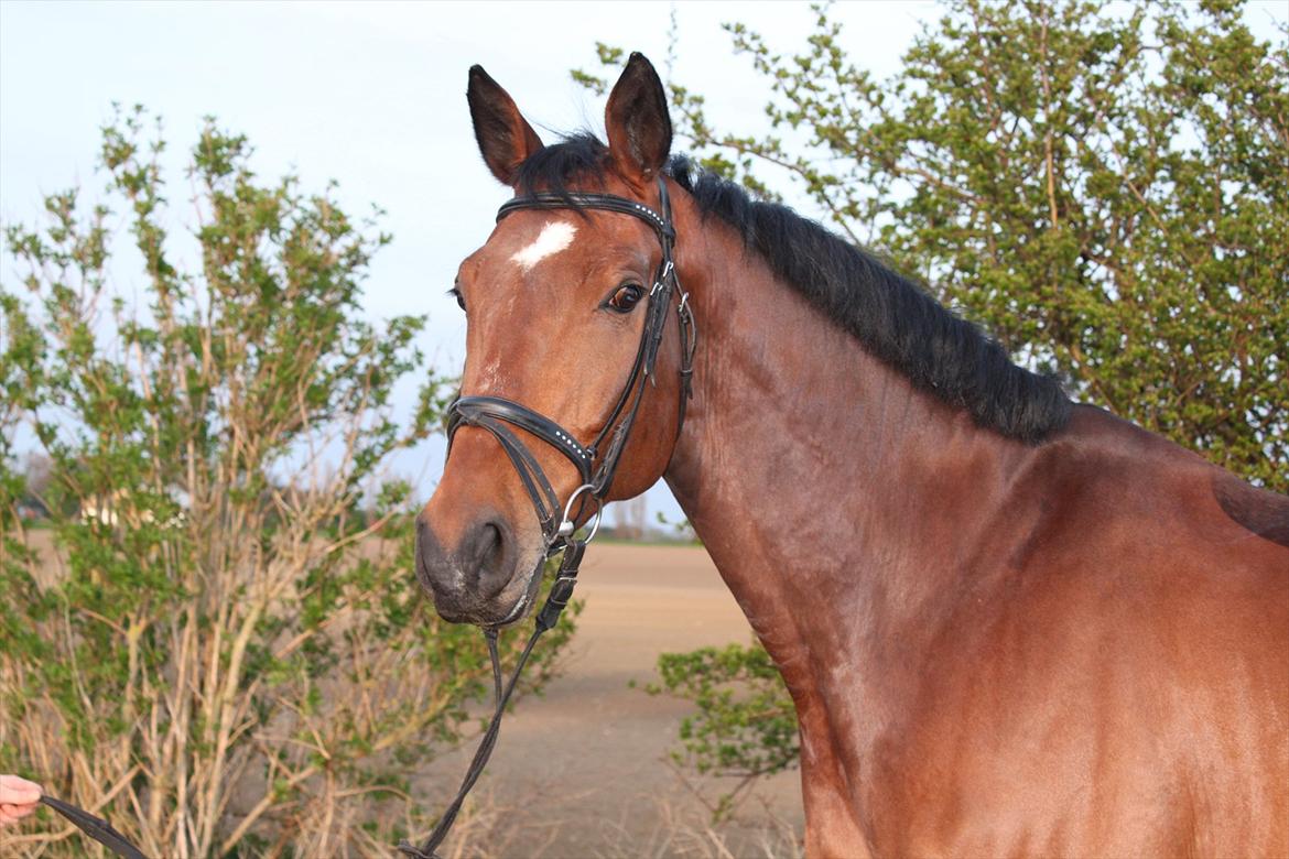 Dansk Varmblod Chavalier (solgt) billede 15