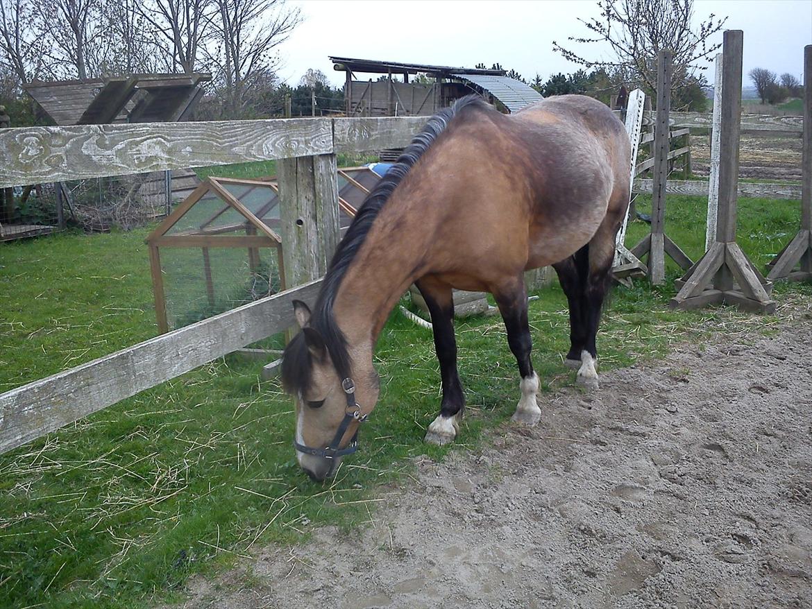 Welsh Pony af Cob-type (sec C) Fanny Af Sønderbo - er hun stor? ej nej det er hun ikke  billede 11