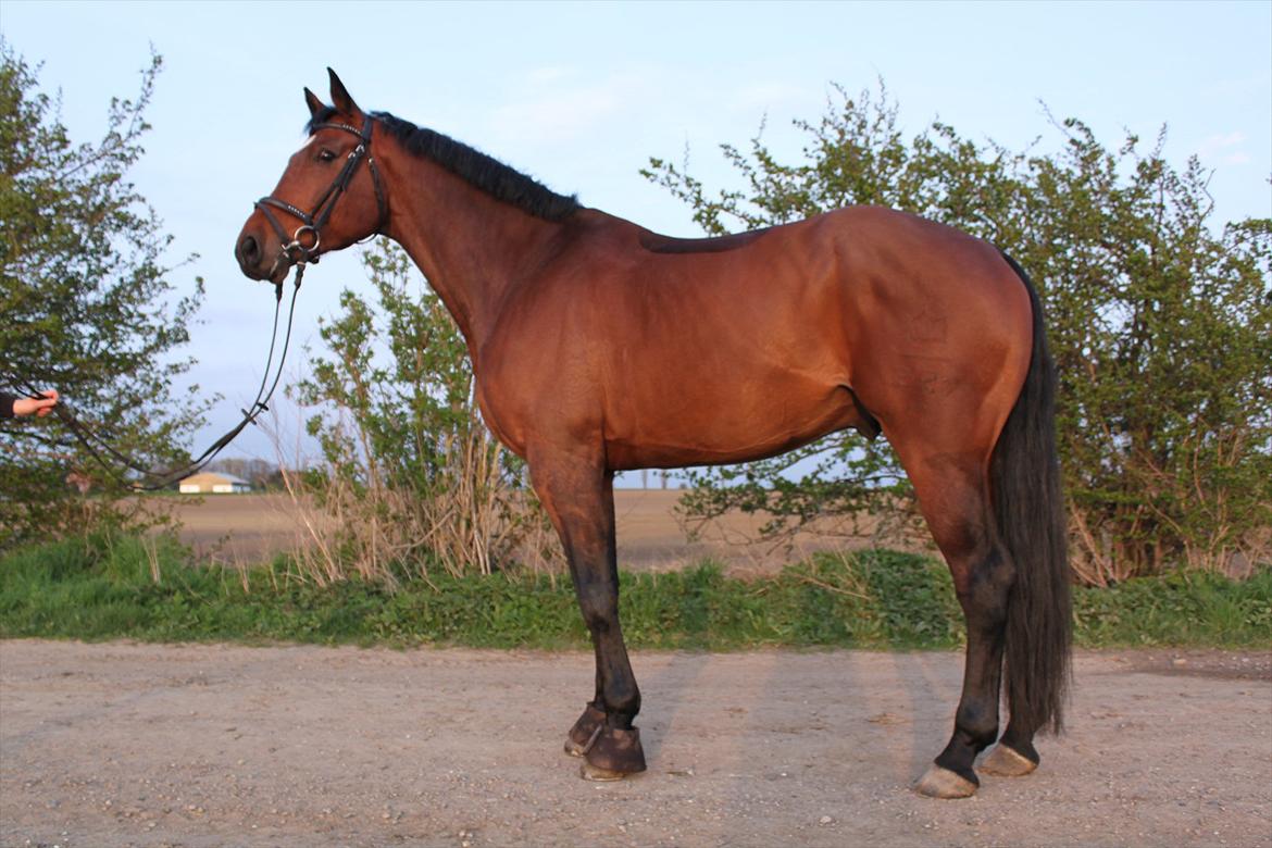 Dansk Varmblod Chavalier (solgt) billede 14