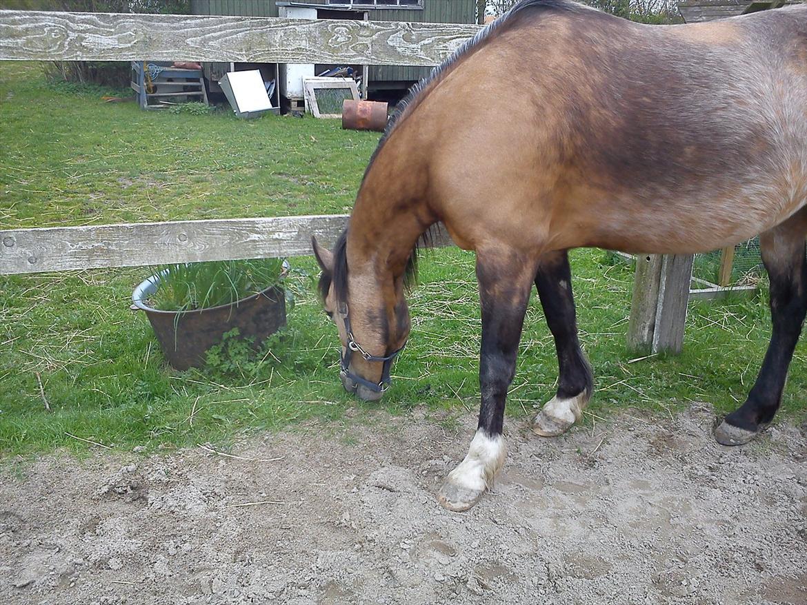Welsh Pony af Cob-type (sec C) Fanny Af Sønderbo - du er så fin når du er ved at få sommer pels billede 12
