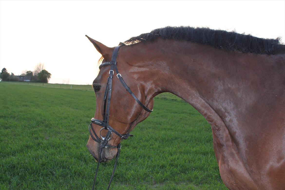 Dansk Varmblod Chavalier (solgt) billede 7