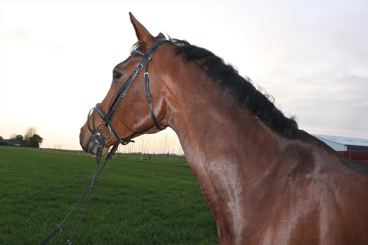 Dansk Varmblod Chavalier (solgt) billede 5