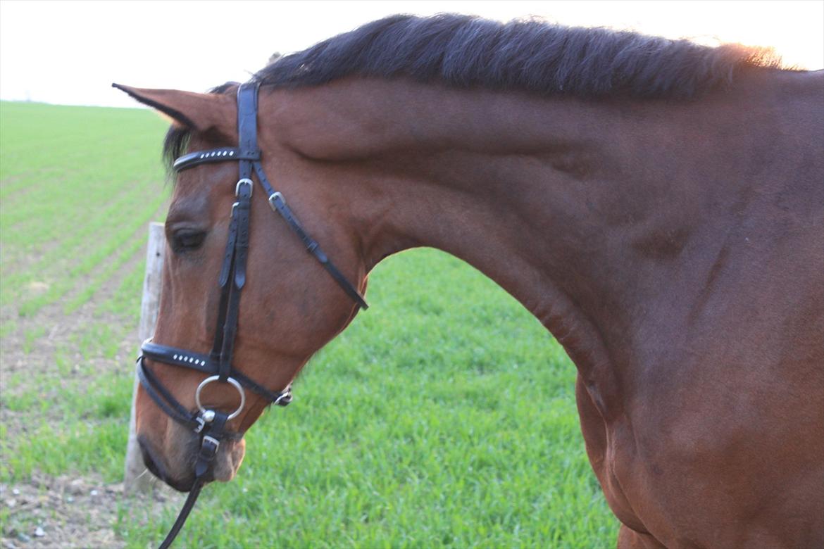 Dansk Varmblod Chavalier (solgt) billede 3