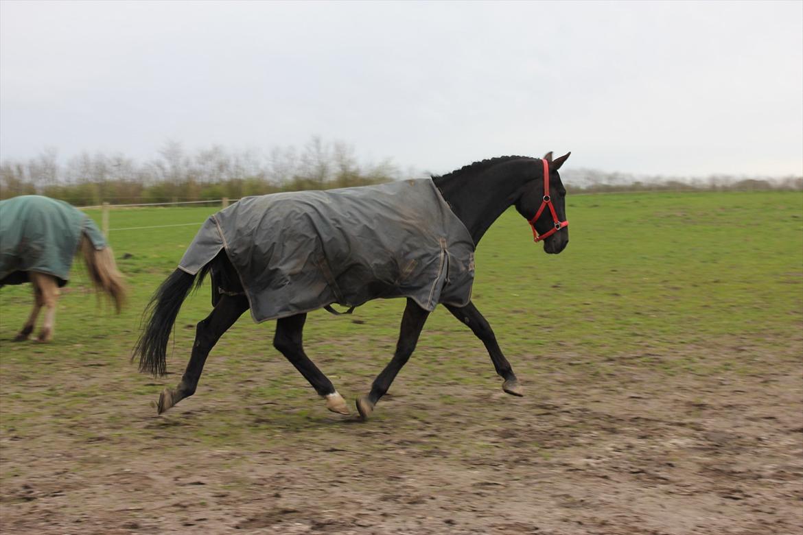 Oldenborg Cassiopeia (TUT) - På fold efter første stævnedag! billede 14