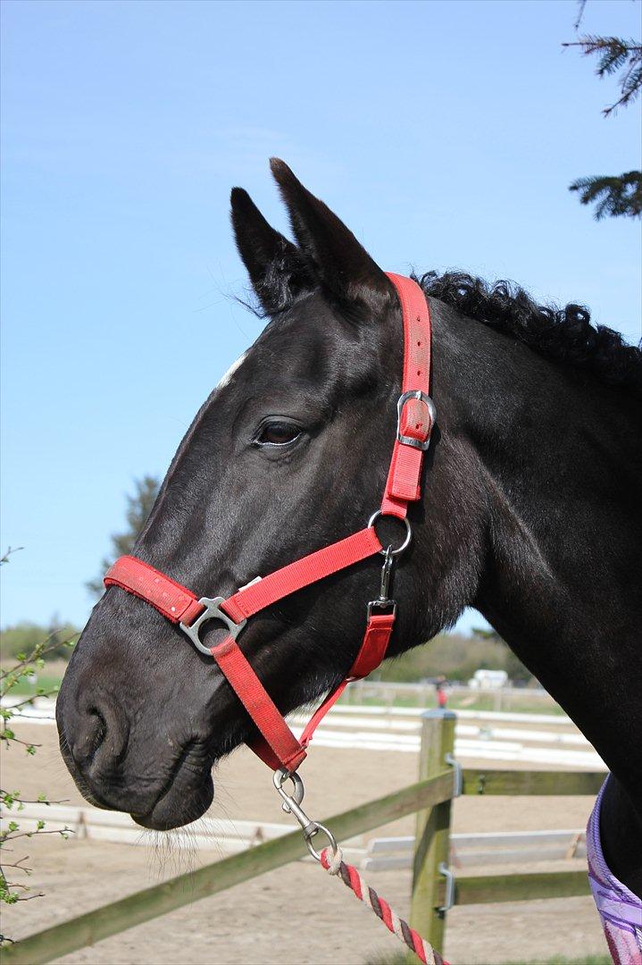 Oldenborg Cassiopeia (TUT) - Så blev vi færdige, og fik noget lækkert hår :D billede 16