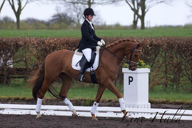 Dansk Varmblod Hjælmsbjergs Pocharma - Første stævne!
Århus 2012 billede 8