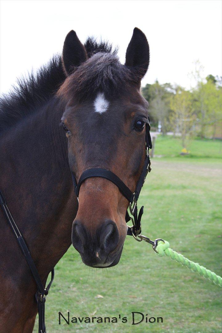 New Forest Navarana's Dion - Et smukt billed, af en smuk pony!  billede 10