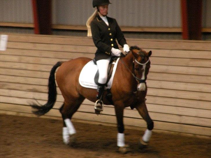 DSP Thorups Andiamo (Anker) B-pony - Anker og jeg til show i skørping rideklub, hvor der var åbent hus :)  billede 9