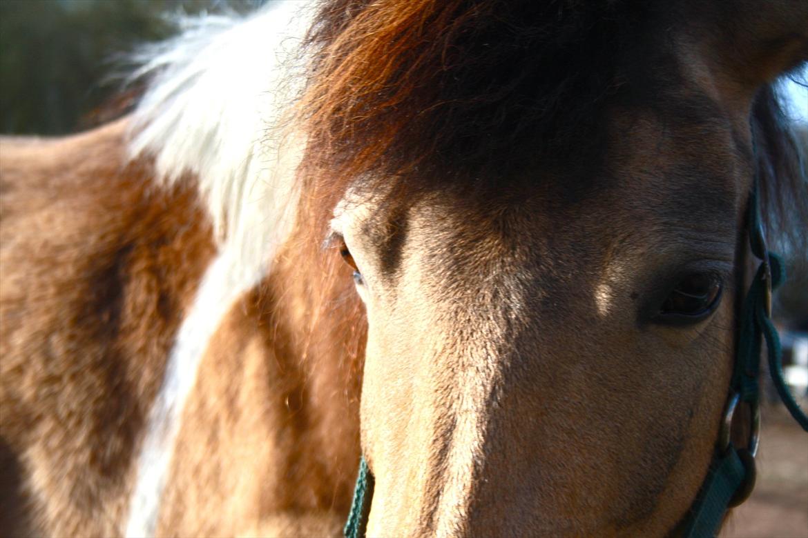 Anden særlig race Bonni billede 4