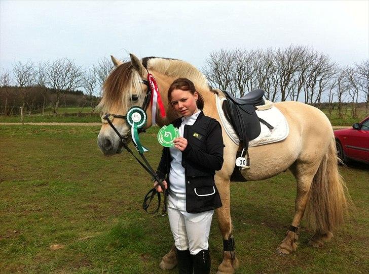 Fjordhest Cox Tidselbjerg*stjernen* - Stævne i Hadsten 29.april 2012! 3.plads i LE og 1.plads i LD :D billede 12