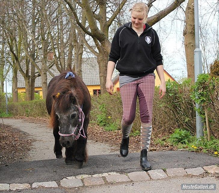 Shetlænder Nordhuset's Laban Small<3 #Min bedste ven# - På vej hjem uden tov <3 Jeg kan alt når jeg er med dig, min bedste ven <3 billede 16