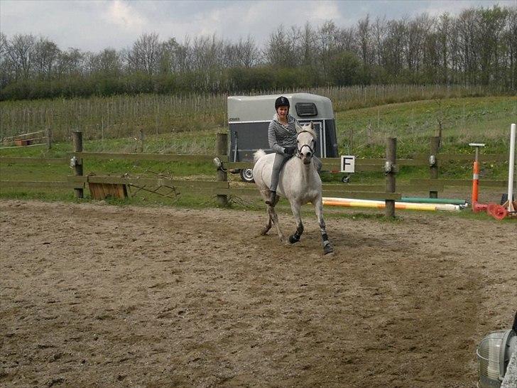 Arabisk fuldblod (OX) Isan billede 15