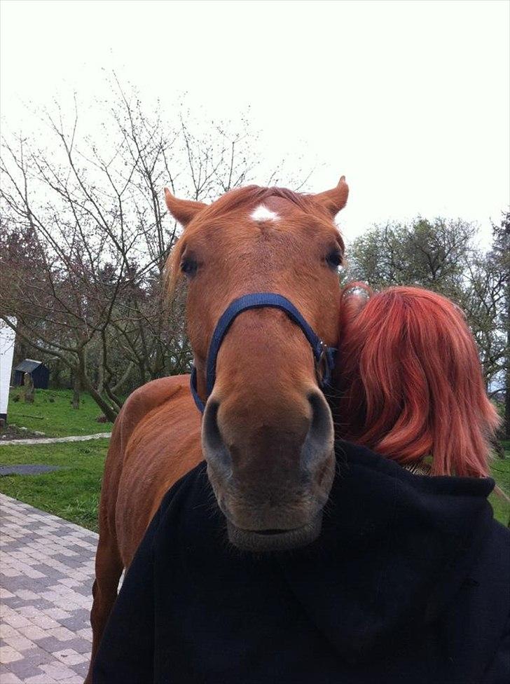 Anden særlig race Sheffield *min Baby*<3 - „Mister du penge, mister du ingenting. Mister du venner, mister du noget. Mister du kærlighed, mister du meget. MEN mister jeg dig, mister jeg alt“ billede 4