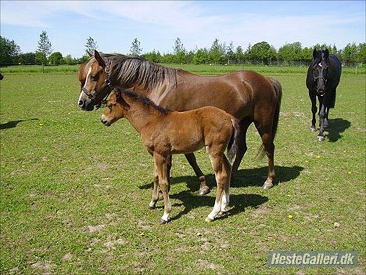 Welsh Pony (sec B) | Amigo Bluebell | - Tanterne!:P billede 11