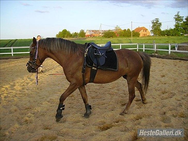Welsh Pony (sec B) | Amigo Bluebell | - Den gang da det var sommer, man var sporty og overdrevet lækker at se på! billede 12