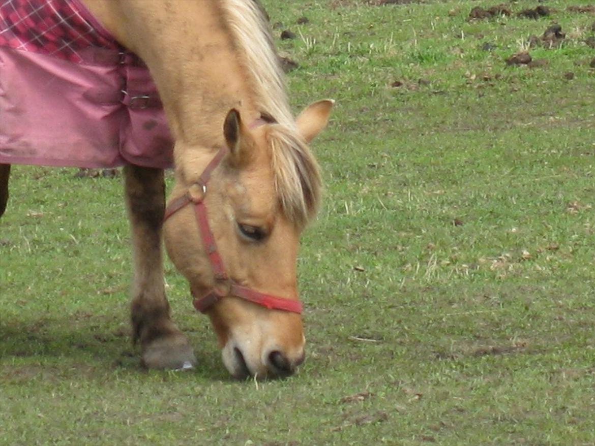 Anden særlig race sandy ( rideskole hest ) billede 1