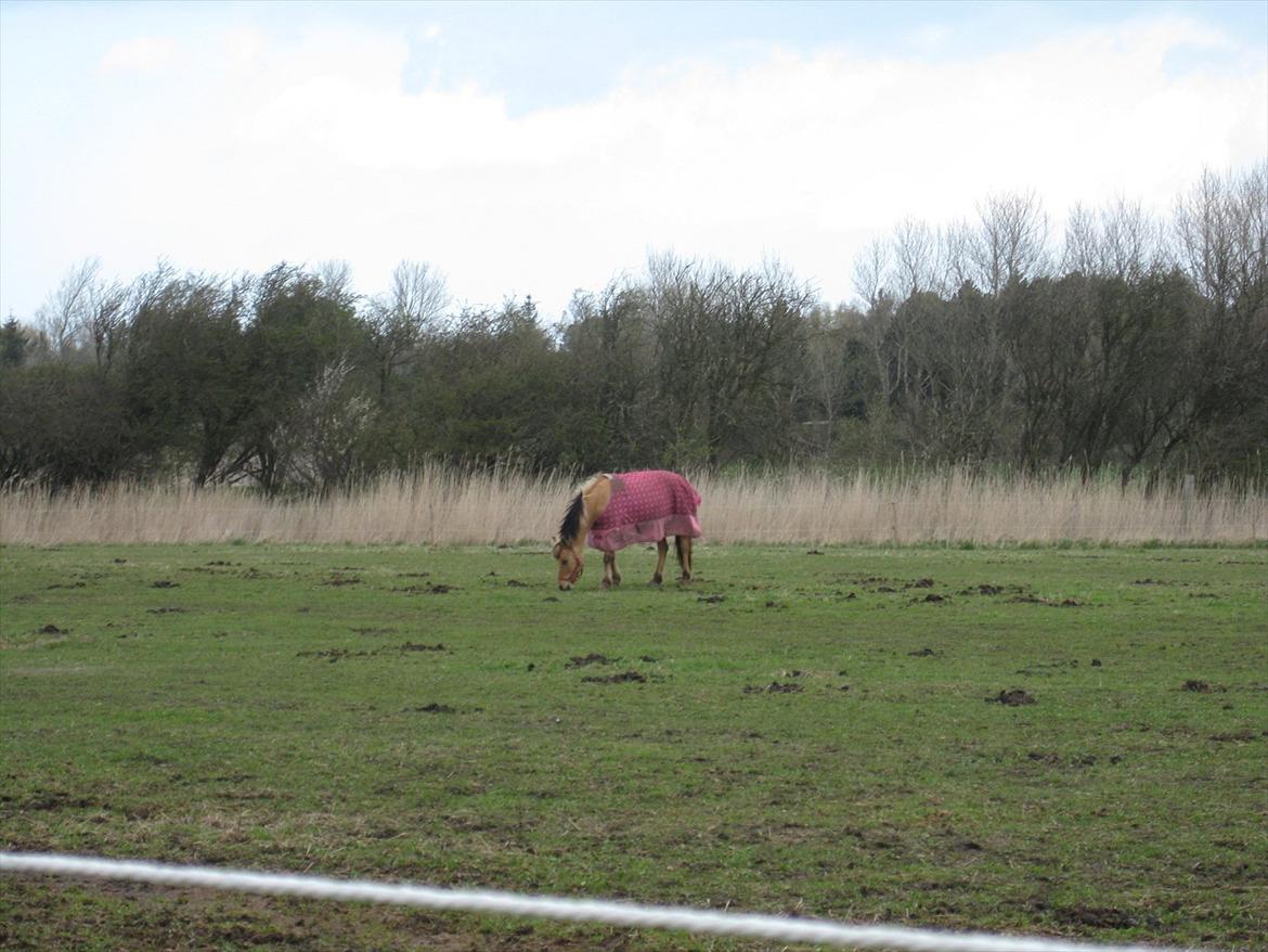 Anden særlig race sandy ( rideskole hest ) billede 2
