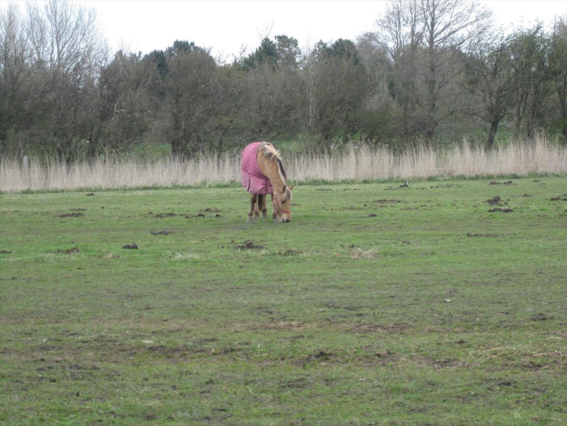 Anden særlig race sandy ( rideskole hest ) billede 3