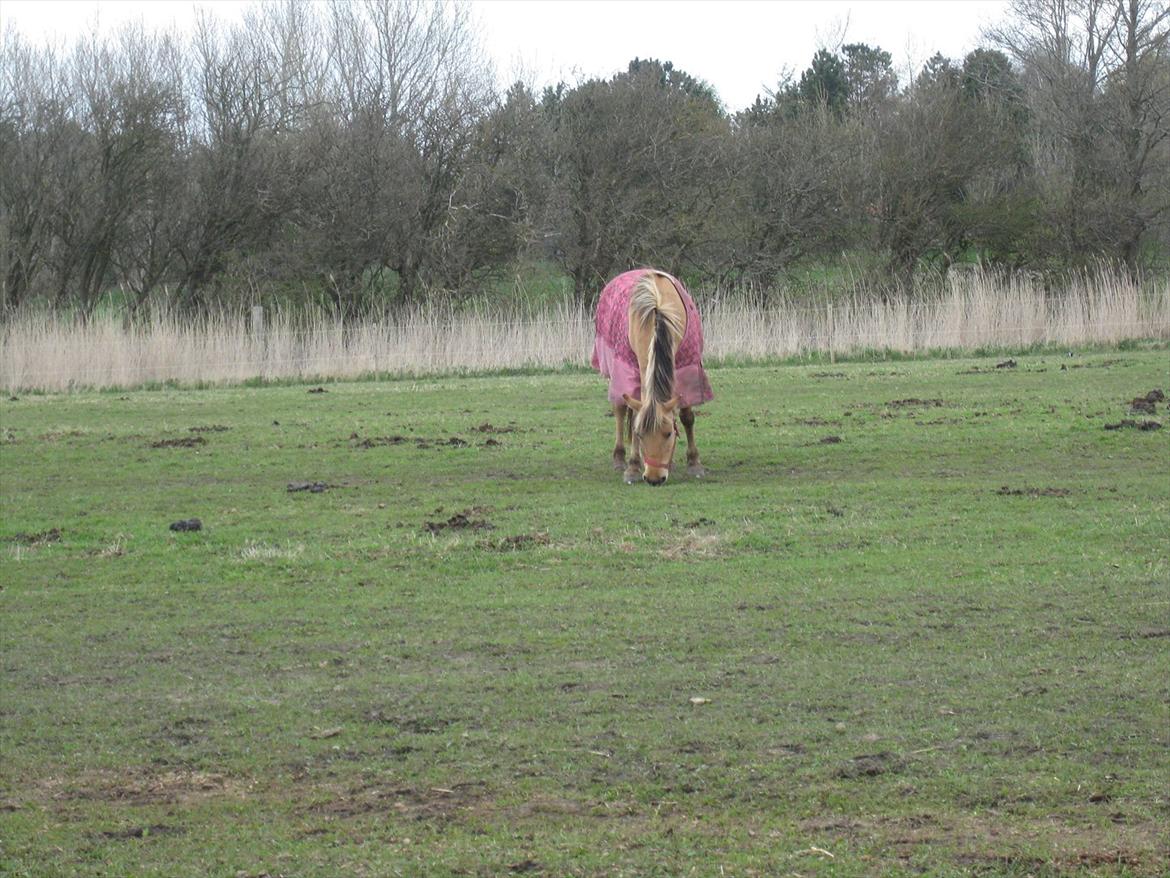 Anden særlig race sandy ( rideskole hest ) billede 4