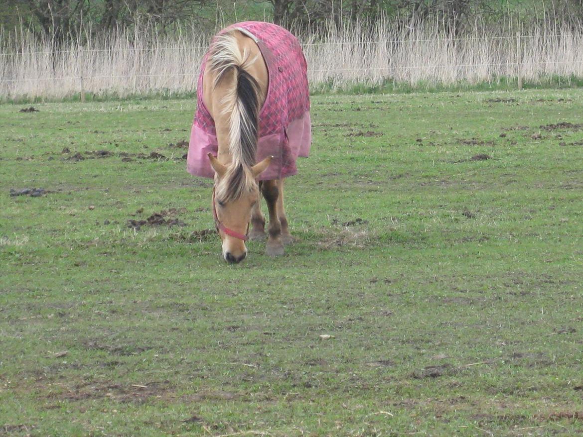 Anden særlig race sandy ( rideskole hest ) billede 5