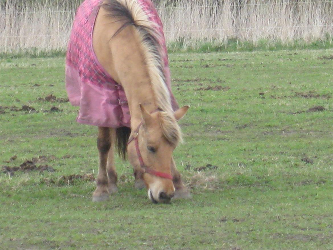 Anden særlig race sandy ( rideskole hest ) billede 6
