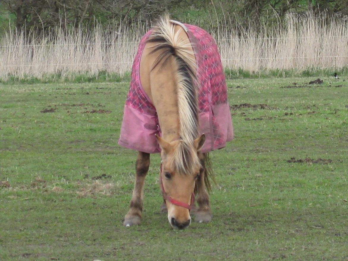 Anden særlig race sandy ( rideskole hest ) billede 7
