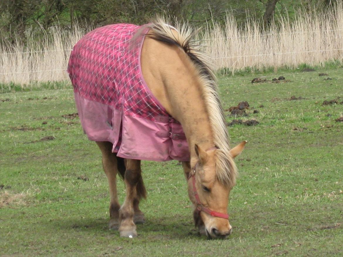 Anden særlig race sandy ( rideskole hest ) billede 8