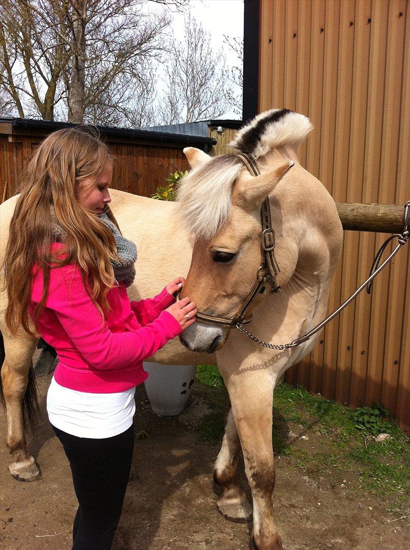 Fjordhest Prins - What is love? Those who dont like it, call it responsibility. Those who play with it, call it a game. Those who dont have it, call it a dream. Those who understand it, call it destiny. And me, I call it you ♥ billede 5