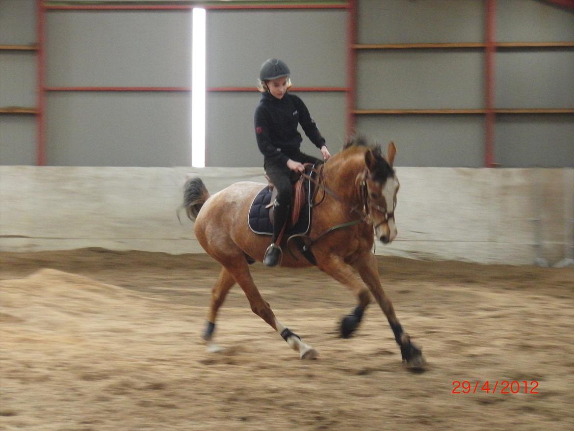 Appaloosa Rambo - Gik ikke så godt:( <3 billede 19