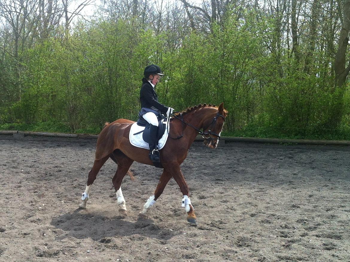 Welsh Pony af Cob-type (sec C) Rifka - LB3 i Padborg.
29-04-2012.
Det blæste helt vildt billede 4