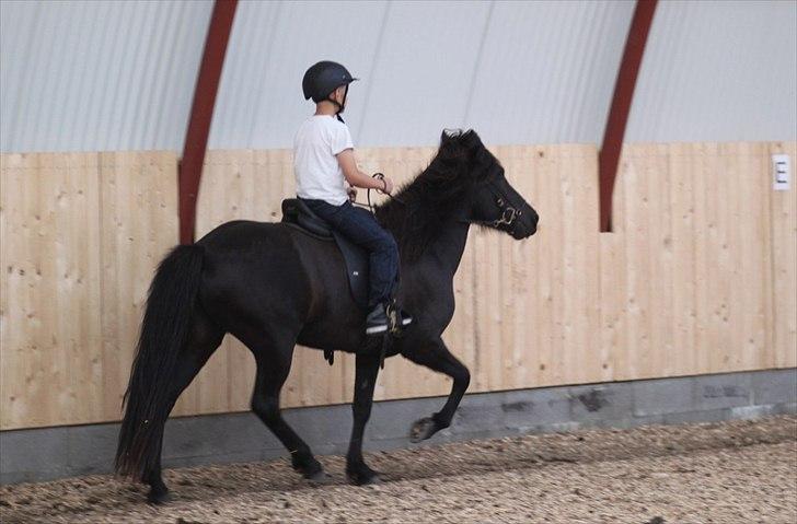 Islænder Freyja fra Tornby billede 5