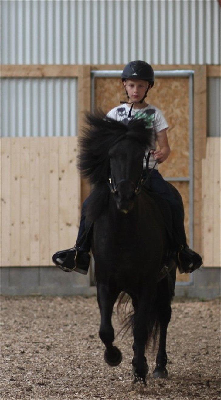Islænder Freyja fra Tornby billede 6