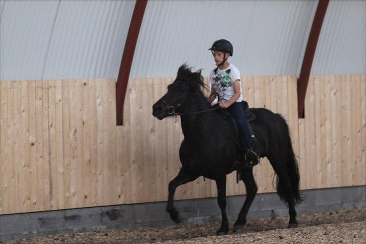 Islænder Freyja fra Tornby billede 7
