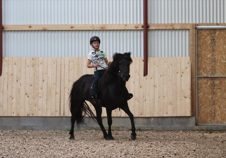 Islænder Freyja fra Tornby billede 8