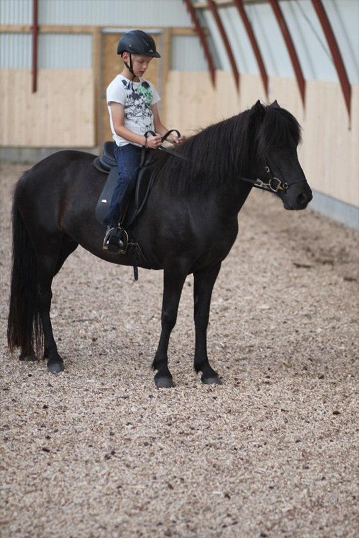 Islænder Freyja fra Tornby billede 9